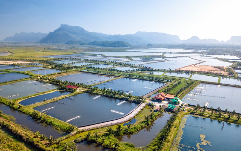 Индонезийская креветка: новый отчет предлагает пути выхода из кризиса