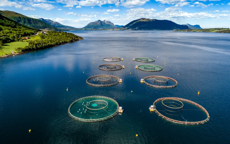 Исследования в Канаде не выявили вреда от ферм для дикого лосося