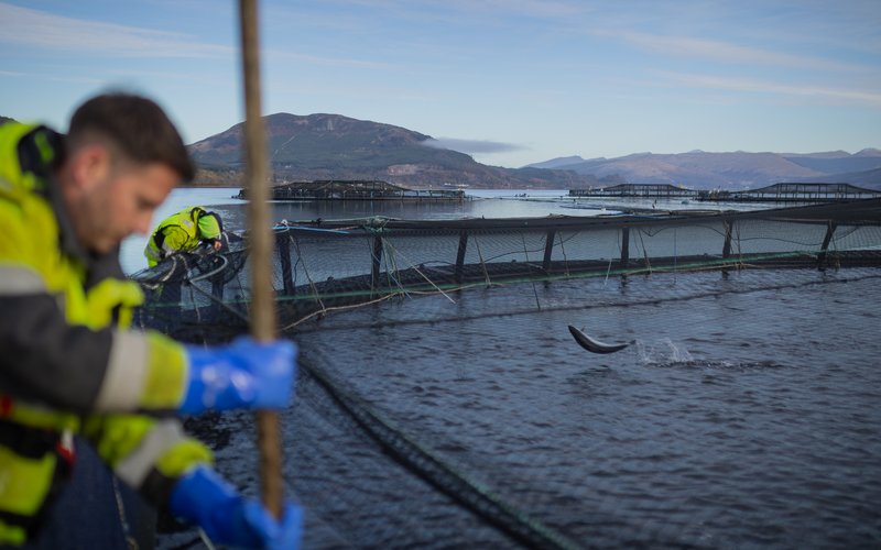 Экспорт шотландского лосося: на пути к рекордному миллиарду фунтов