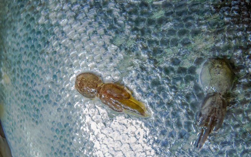 Чили: новые данные об устойчивости морских вшей к препаратам