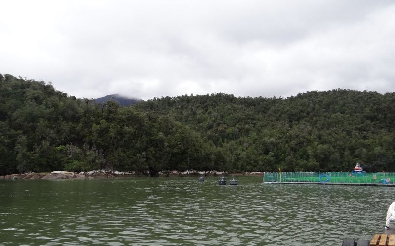 Скандал в Чили: Cooke Aquaculture грозит закрытие ферм и штраф в $1,4 млн