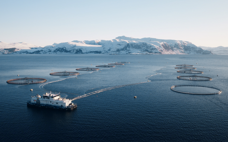 Гиганты лососевой индустрии: рекордные объемы и падение рентабельности