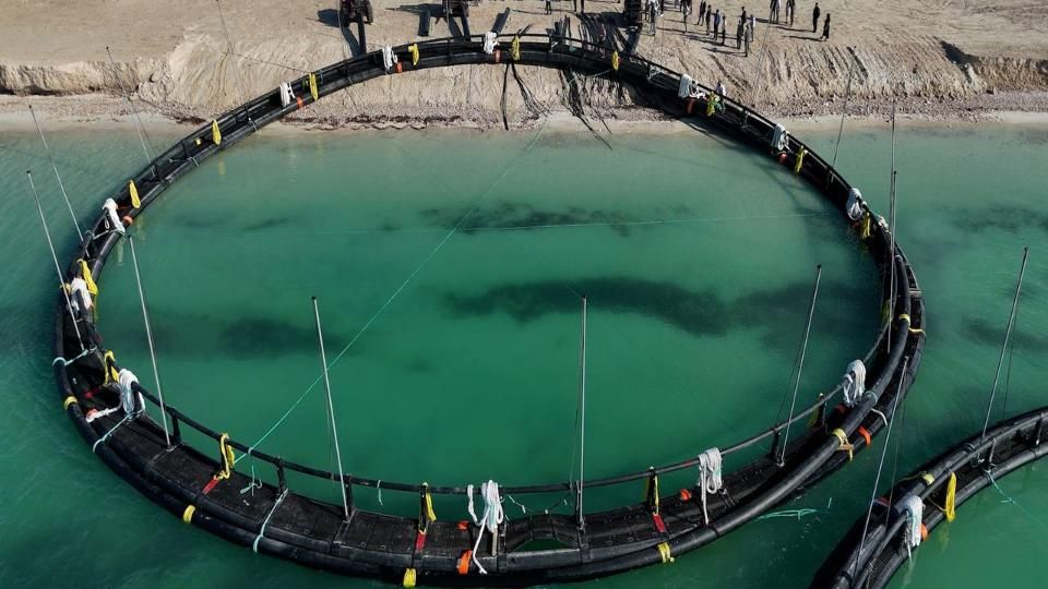 В Казахстане впервые начали разводить рыбу в Каспийском море