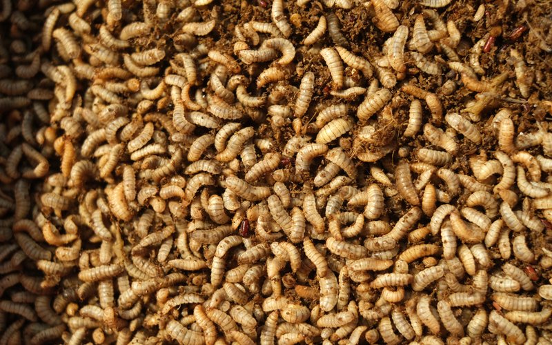 Mukka Proteins: инвестиции в белок из насекомых как альтернативу рыбной муке