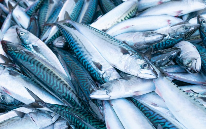 Кризис в Атлантике: запасы скумбрии на минимуме за 20 лет