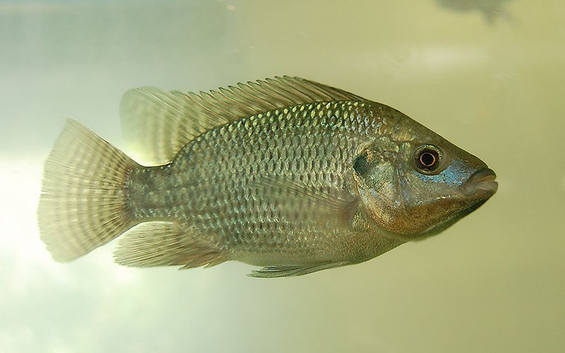 Биофлок для тиляпии: бразильское исследование подтвердило эко-перспективы