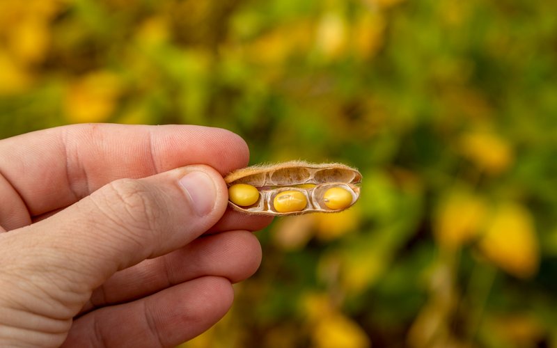 США и Китай заключили агросделку: сигнал для рыбной отрасли