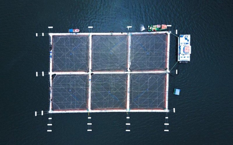 Чилийский опыт: дорожная карта по снижению антибиотиков в аквакультуре